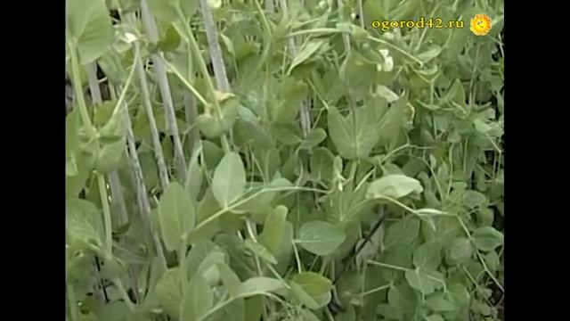 Вот так горох! До неба... смотреть онлайн