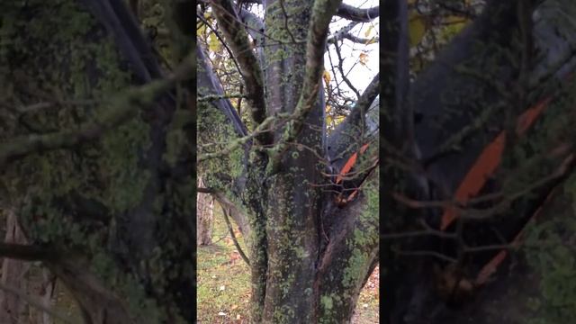 Hornbeam (Carpinus betulus) - tree - November 2017 смотреть онлайн
