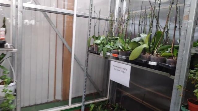 01.11.21.ОРХИДЕИ на оптовой базе "Камелия" на Пулковском ш. 106. смотреть онлайн