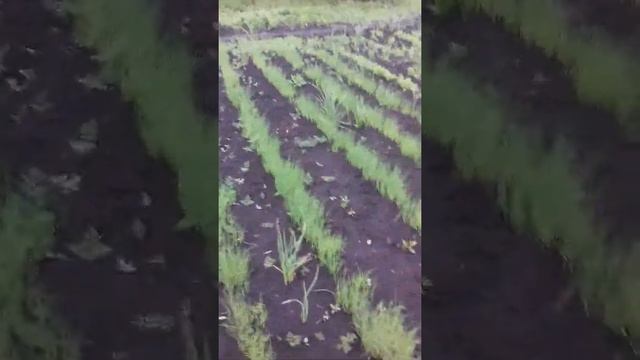 Мой красивый ухоженный огород)) смотреть онлайн