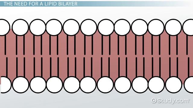 Lipid Bilayer Definition, Structure & Function смотреть онлайн