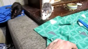Крыса виляет хвостом! Почему? Зачем? Балуемся и играем. (Fancy Rats | Декоративные Крысы)