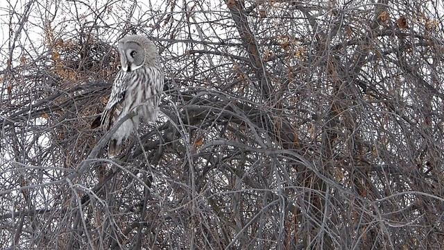 Бородатая неясыть(остров) - 8. смотреть онлайн