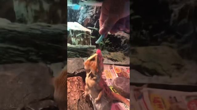 Bearded Dragon eats horn worm (tomato worm) смотреть онлайн