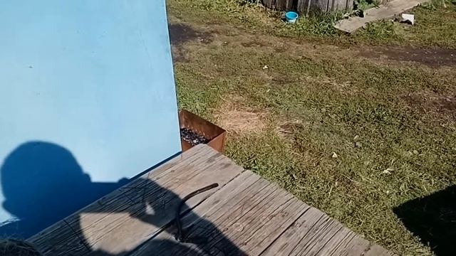 Готовлю зелёный урал на зимовку