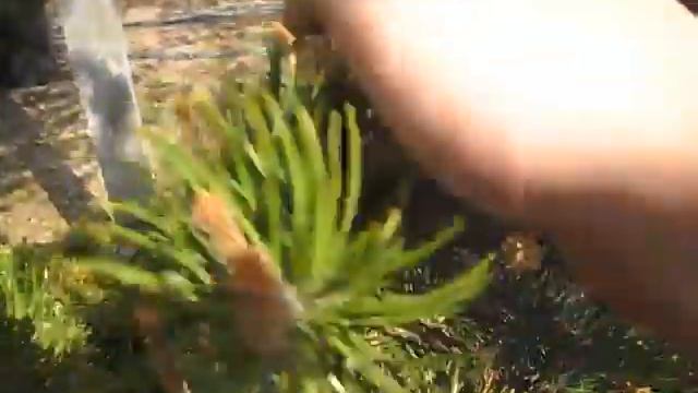 Спороношение Сосны Банкса смотреть онлайн