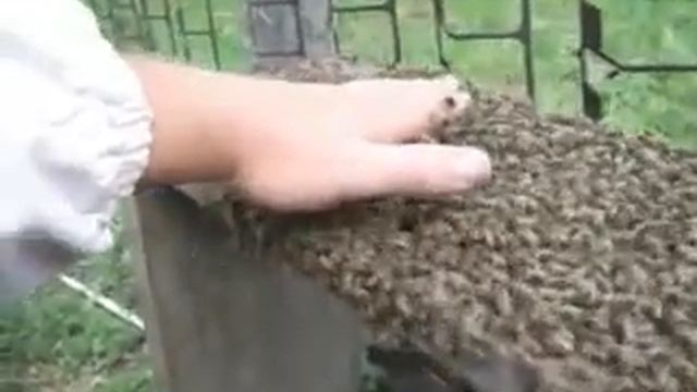 добрые наши пчёлы среднерусские смотреть онлайн