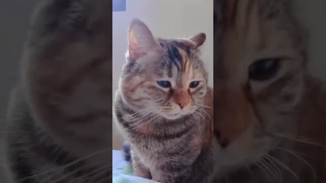 Расстроенный котик жалуется, что выходные быстро пролетели и сегодня утром опять идти на работу.