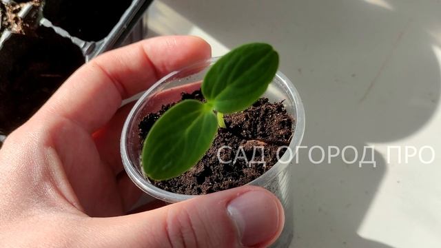 ЭТИ ДЕШЕВЫЕ ТАБЛЕТКИ ЗАМЕНЯЮТ ВСЕ ПОДКОРМКИ ДЛЯ РАССАДЫ! смотреть онлайн