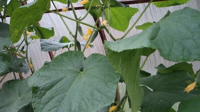 322. ПОВАЛИЛИ ОГУРЦЫ СПОСОБЫ ФОРМИРОВАНИЯ ВЫШЕ МЕТРА 2019 смотреть онлайн