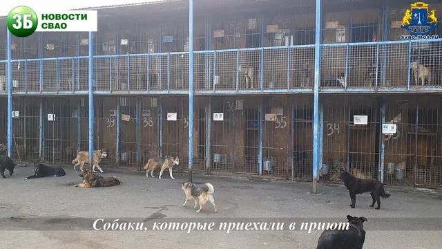 Префект СВАО посетил приют для бездомных собак «Дубовая роща» смотреть онлайн