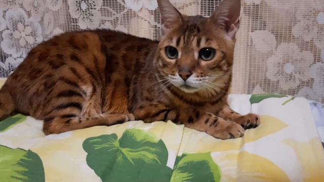 Бенгальский кот Хантер