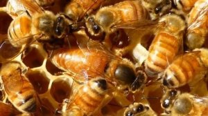 ОБЗОР ПОПУЛЯРНЫХ ПОРОД  ПЧЕЛ || ПОРОДЫ ПЧЕЛ