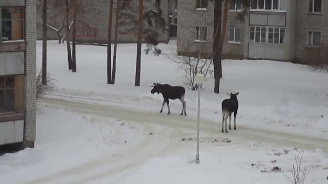 Зареченцы + Лоси = Хорошие друзья!