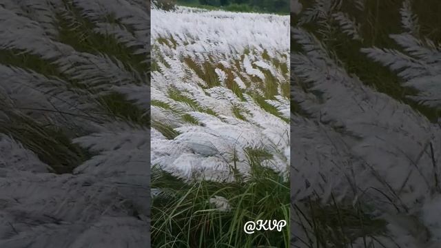 Beautiful White Pampas Grass! (Cortaderia selloana) ? смотреть онлайн