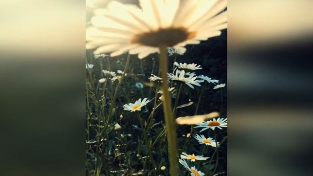 Chamomile | Relax | Ромашки, пение птиц и нежная музыка. Для релаксации, сна, Медитации. смотреть онлайн