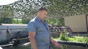 Запускаю малька форели в свой прудик
