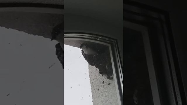 Ласточки вьют гнездо на окне смотреть онлайн