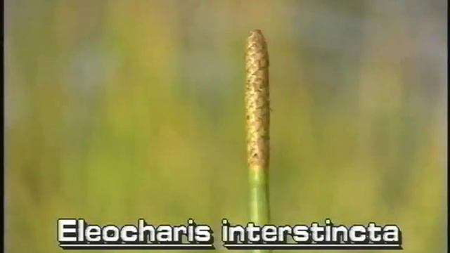 How to identify Giant spikerush Eleocharis interstincta NTSC смотреть онлайн