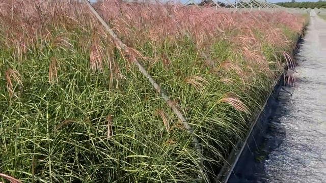 Miscanthus 'Little Zebra' (Dwarf Zebra Grass) /Easy to Grow, Elegant, Ever-changing, Long Display?? смотреть онлайн