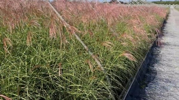 Miscanthus 'Little Zebra' (Dwarf Zebra Grass) /Easy to Grow, Elegant, Ever-changing, Long Display??