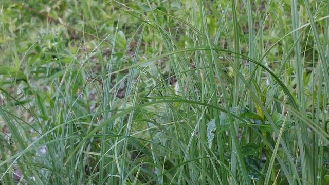 #Рыбалка на Оке#Донки#Лещ#Плотва#Ока смотреть онлайн