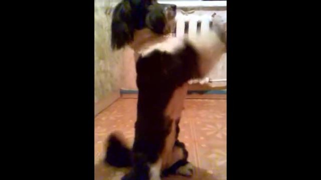 Прикол стрижка ши тцу.wmv смотреть онлайн