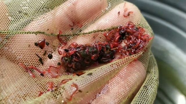 Живой корм для аквариумной рыбы . смотреть онлайн