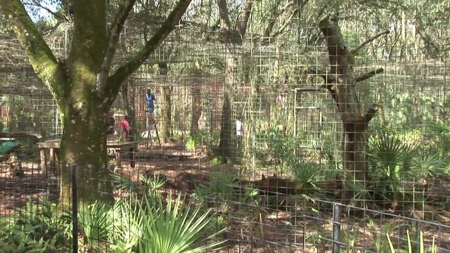 The Body Shop Foundation Visits Big Cat Rescue! смотреть онлайн