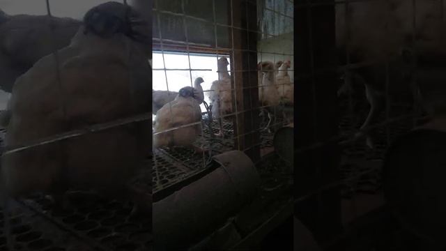 . броллеры иза- Хаббард Санкт-Петербург смотреть онлайн