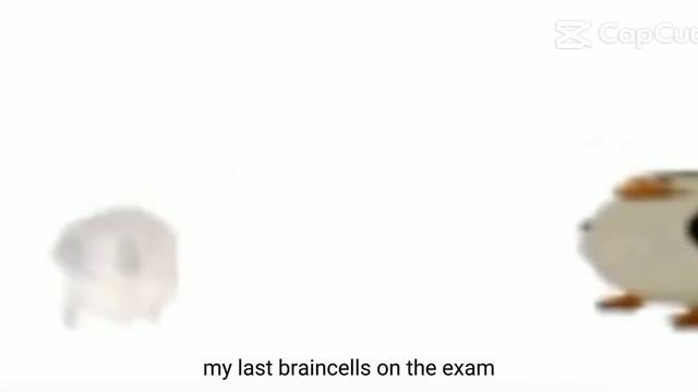 my last braincells on the exam смотреть онлайн