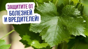 Сроки открытия винограда весной. Когда открывать виноград после зимовки?