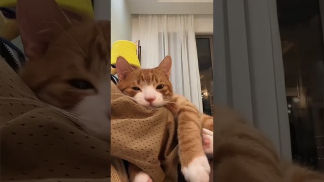 Пушистые обнимашки смотреть онлайн