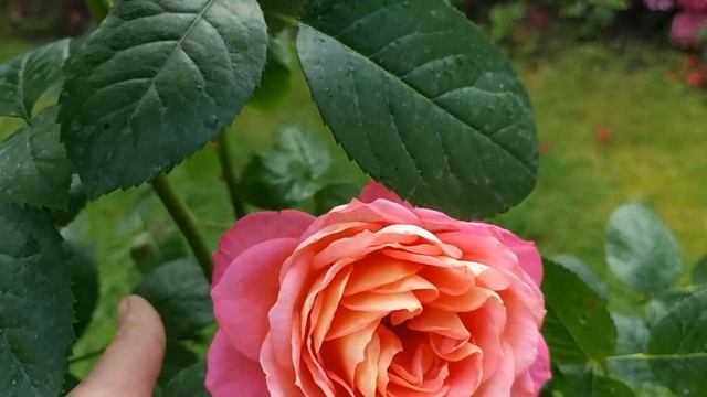 Rose Piccadilly, Black Baccara, Beverly , Summer Romance ( Lovely Parfuma) .