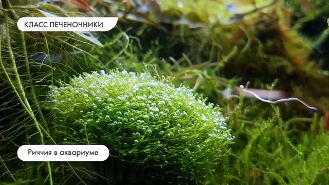 Биология 7 класс. Характеристика мхов смотреть онлайн
