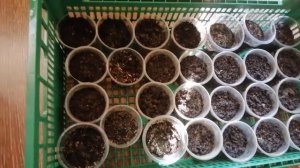 Размножение Купрессоципарис Лйланда Голд Райдер | Черенкование Весной