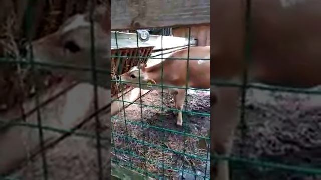 Необыкновенная джерсийская корова смотреть онлайн