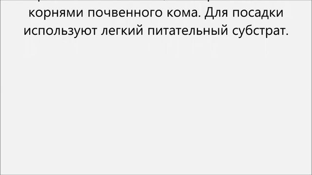 Сциндапсус уход.Эпипремнум уход смотреть онлайн