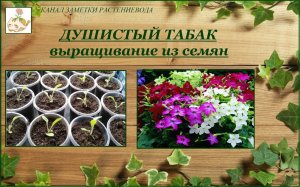 Душистый (садовый) табак выращивание из семян, от посева до цветения