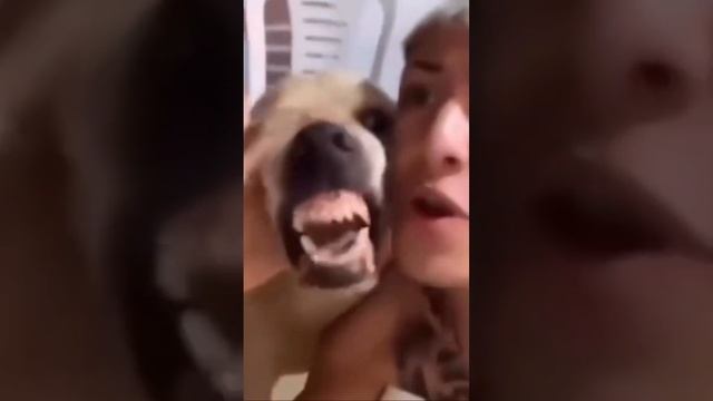 Новая порода собак - БитБуль??? #животные #приколы #sound #tiktok #reels смотреть онлайн