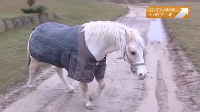 Домашние животные: «По коням» смотреть онлайн