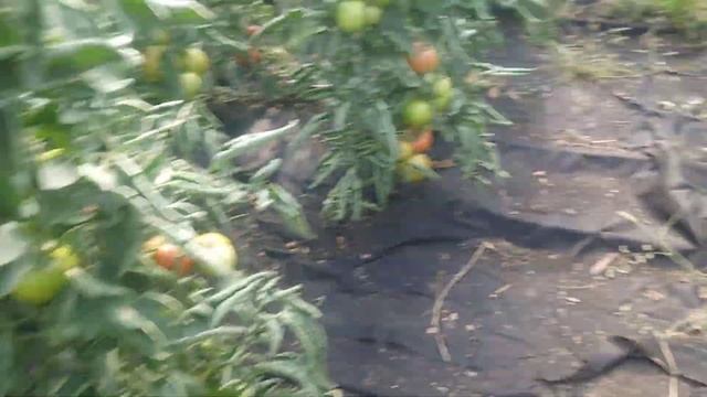 Теплица в Пензе, бессоновский район село Чертково смотреть онлайн
