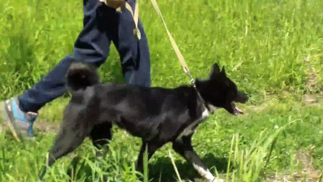 60 Юбилейная Удмуртская региональная выставка охотничьих собак