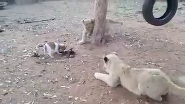 O cahcorrão botando banca nos gatinhos смотреть онлайн