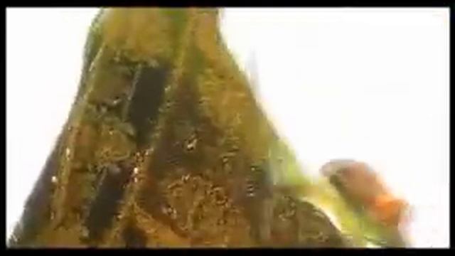Ethiopian music Kake tesfaye Amalaye смотреть онлайн