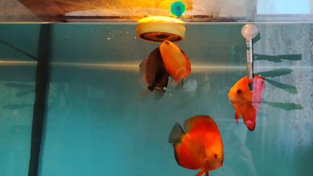 Дискусы дыня и мальборо. смотреть онлайн