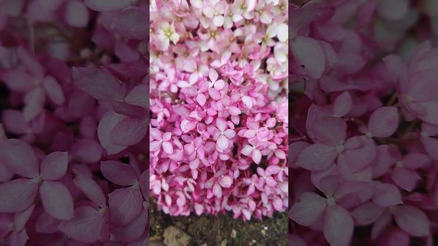 древовидные гортензии Кандибелле Баблгам и Белла Анна смотреть онлайн