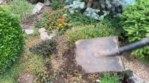 ИБЕРИС- цветущий многолетник. Как размножить? Обрезка Уход.