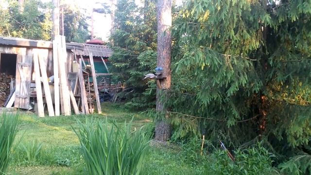 Нахальный сизарь... смотреть онлайн