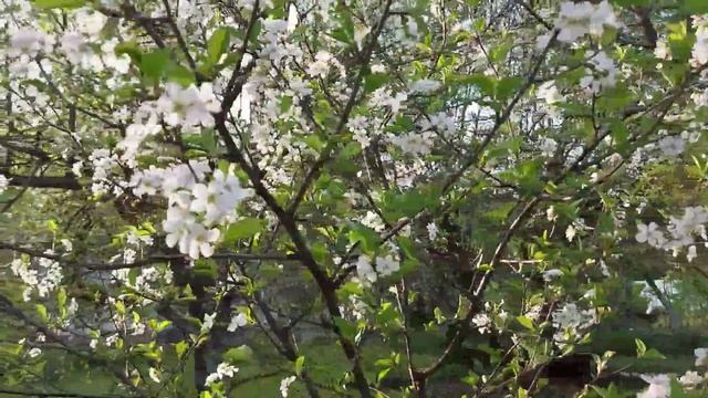 наша вишня в цвету смотреть онлайн